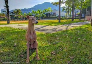 Pet Sitting Penang
